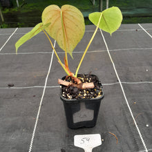 Load image into Gallery viewer, #59 Philodendron Tenue x Plowmanii