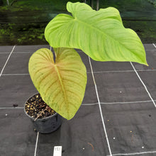 Load image into Gallery viewer, #121 Philodendron Tenue x Plowmanii