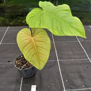 #121 Philodendron Tenue x Plowmanii