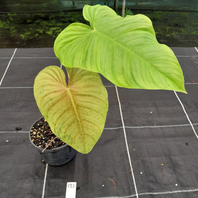 #121 Philodendron Tenue x Plowmanii