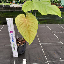 Load image into Gallery viewer, #121 Philodendron Tenue x Plowmanii