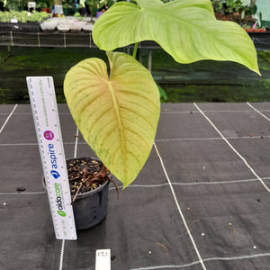 #121 Philodendron Tenue x Plowmanii