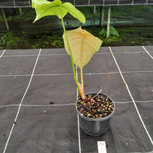 Load image into Gallery viewer, #121 Philodendron Tenue x Plowmanii