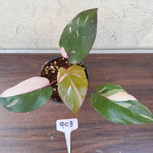 Load image into Gallery viewer, #903 Philodendron Pink Princess