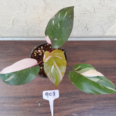 #903 Philodendron Pink Princess