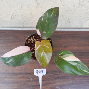#903 Philodendron Pink Princess
