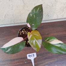 Load image into Gallery viewer, #903 Philodendron Pink Princess