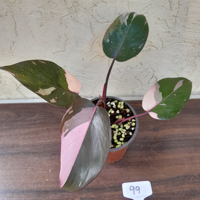 #99 Philodendron Pink Princess
