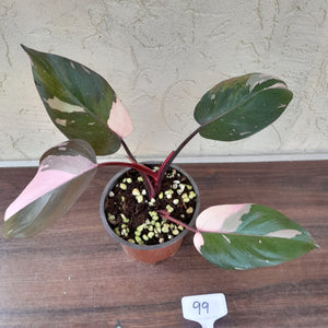 #99 Philodendron Pink Princess