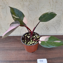 Load image into Gallery viewer, #99 Philodendron Pink Princess
