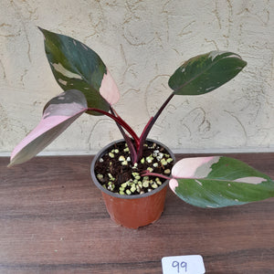 #99 Philodendron Pink Princess