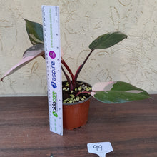 Load image into Gallery viewer, #99 Philodendron Pink Princess