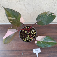 Load image into Gallery viewer, #99 Philodendron Pink Princess