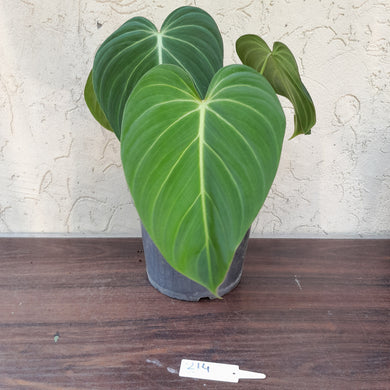 #214 Two x Headed Philodendron Glorious