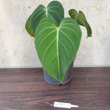 Load image into Gallery viewer, #214 Two x Headed Philodendron Glorious