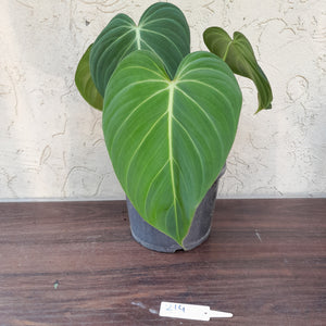 #214 Two x Headed Philodendron Glorious