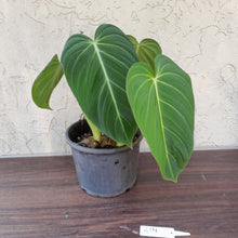 Load image into Gallery viewer, #214 Two x Headed Philodendron Glorious