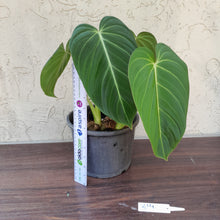 Load image into Gallery viewer, #214 Two x Headed Philodendron Glorious