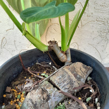 Load image into Gallery viewer, #214 Two x Headed Philodendron Glorious