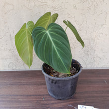 Load image into Gallery viewer, #214 Two x Headed Philodendron Glorious