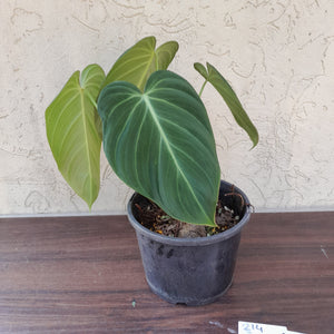 #214 Two x Headed Philodendron Glorious