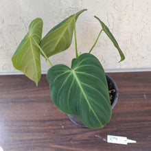 Load image into Gallery viewer, #214 Two x Headed Philodendron Glorious