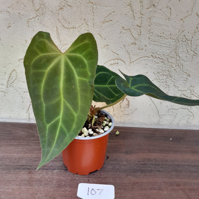 #107 Anthurium NOID