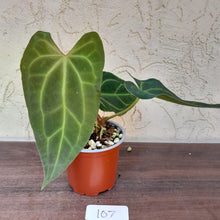Load image into Gallery viewer, #107 Anthurium NOID
