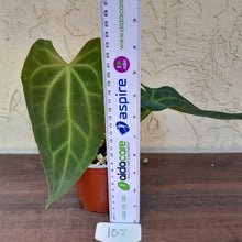Load image into Gallery viewer, #107 Anthurium NOID