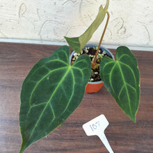 Load image into Gallery viewer, #107 Anthurium NOID