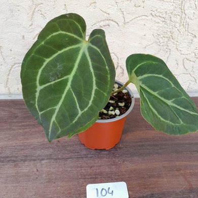 #104 Anthurium Crystallinum x