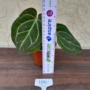 #104 Anthurium Crystallinum x