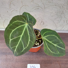 Load image into Gallery viewer, #104 Anthurium Crystallinum x