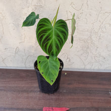 Load image into Gallery viewer, #223 Philodendron Verrucosum