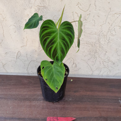 #223 Philodendron Verrucosum