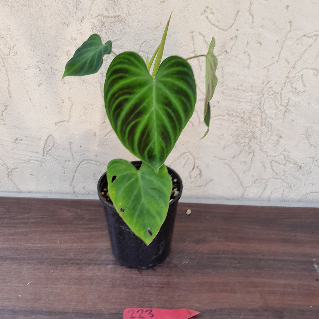 #223 Philodendron Verrucosum