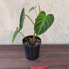 Load image into Gallery viewer, #223 Philodendron Verrucosum