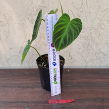 Load image into Gallery viewer, #223 Philodendron Verrucosum
