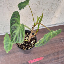 Load image into Gallery viewer, #223 Philodendron Verrucosum