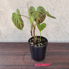 Load image into Gallery viewer, #223 Philodendron Verrucosum