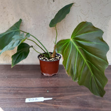 Load image into Gallery viewer, #202 Philodendron Corsinianum / &#39;Bronze Shield&#39;