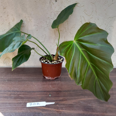 #202 Philodendron Corsinianum / 'Bronze Shield'