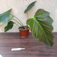 Load image into Gallery viewer, #202 Philodendron Corsinianum / &#39;Bronze Shield&#39;