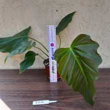 Load image into Gallery viewer, #202 Philodendron Corsinianum / &#39;Bronze Shield&#39;