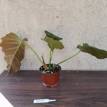Load image into Gallery viewer, #202 Philodendron Corsinianum / &#39;Bronze Shield&#39;