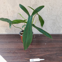 Load image into Gallery viewer, #1B Philodendron 69686 - &#39;Big Ears&#39;