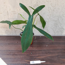 Load image into Gallery viewer, #1B Philodendron 69686 - &#39;Big Ears&#39;