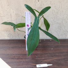 Load image into Gallery viewer, #1B Philodendron 69686 - &#39;Big Ears&#39;