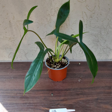 #1B Philodendron 69686 - 'Big Ears'