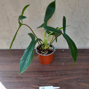 #1B Philodendron 69686 - 'Big Ears'
